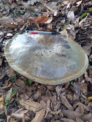 Phlebopus marginatus