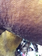 Phlebopus marginatus