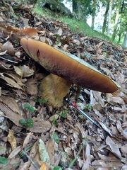 Phlebopus marginatus