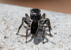 Maratus proszynskii