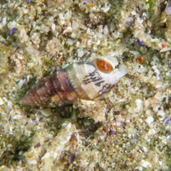 Cerithium egenum