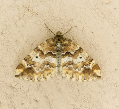 Enchoria lacteata