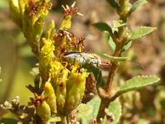 Zelus laticornis