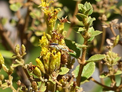 Zelus laticornis