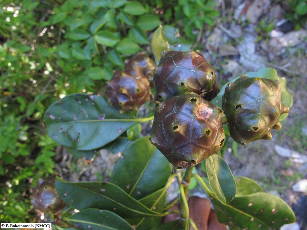 Morinda retusa