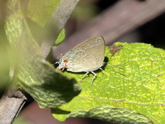 Contrafacia catharina