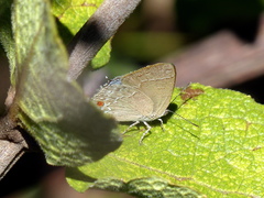 Contrafacia catharina