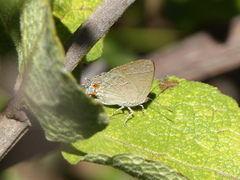 Contrafacia catharina