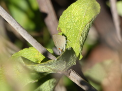 Contrafacia catharina