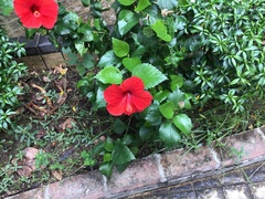 Hibiscus rosa-sinensis