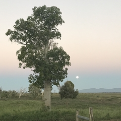 Brachychiton australis