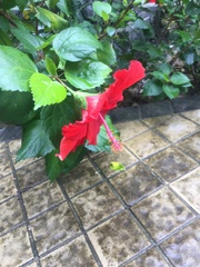 Hibiscus rosa-sinensis