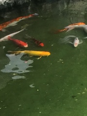 Cyprinus rubrofuscus