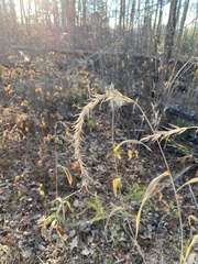 Elymus wiegandii