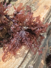 Pterosiphonia dendroidea