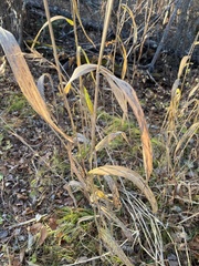 Elymus wiegandii
