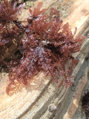 Pterosiphonia dendroidea