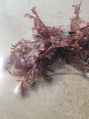 Pterosiphonia dendroidea
