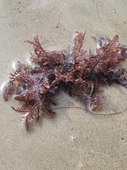 Pterosiphonia dendroidea