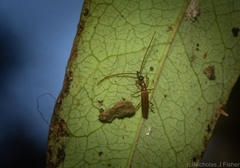 Cerobates ophthalmicus