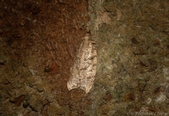 Polylopha epidesma
