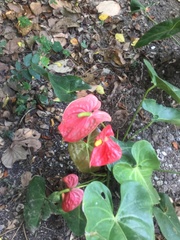 Anthurium