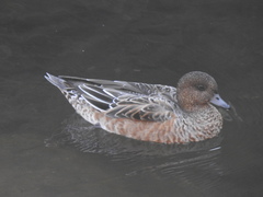 Mareca penelope