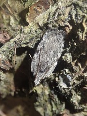 Phaeosaces compsotypa