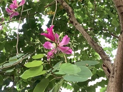 Bauhinia