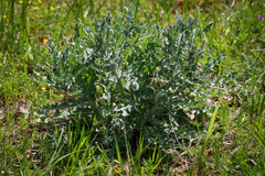 Cirsium undulatum