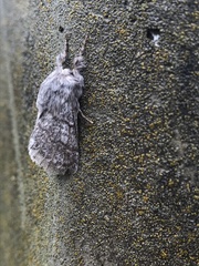 Lepidoptera