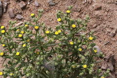 Amblyopappus pusillus