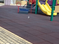 Streptopelia chinensis