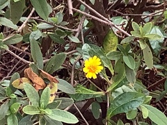 Sphagneticola trilobata