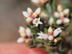 Acrothamnus montanus