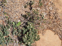 Acrothamnus montanus