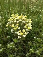 Castilleja campestris