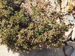 Acrothamnus montanus