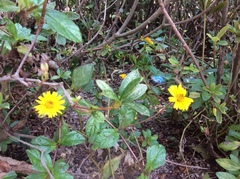 Sphagneticola trilobata