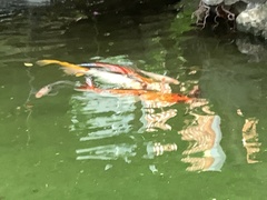 Cyprinus rubrofuscus