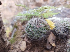 Mammillaria rettigiana