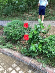 Hibiscus rosa-sinensis
