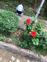 Hibiscus rosa-sinensis