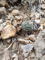 Mammillaria rettigiana