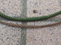 Araucaria columnaris