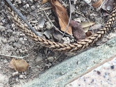 Araucaria columnaris