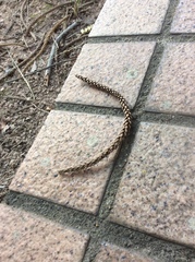 Araucaria columnaris