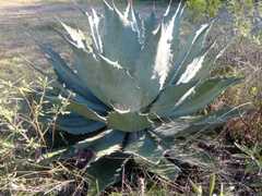 Agave seemanniana