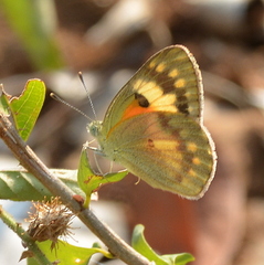 Colotis calais calais