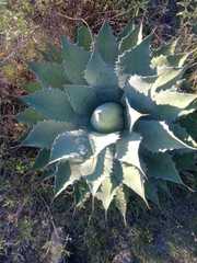Agave seemanniana